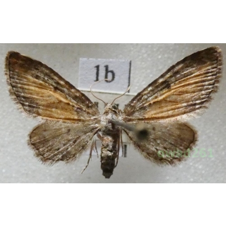 Eupithecia icterata (de Villers, 1789) Czech1b
